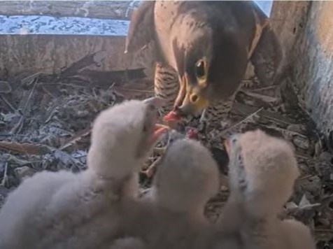 Adult falcon feeding two falcon chicks